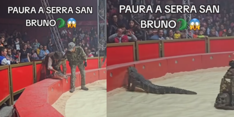 Coccodrillo tenta di fuggire dal circo: panico tra il pubblico (con video)