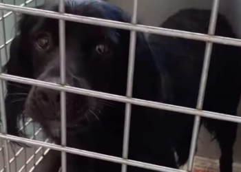 Donna abbandona un cane e ne cerca un altro su Facebook: la scoperta dagli utenti