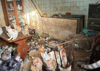 Vive in casa con più di 50 gatti in condizioni igienico sanitarie precarie