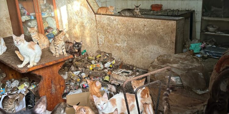 Vive in casa con più di 50 gatti in condizioni igienico sanitarie precarie