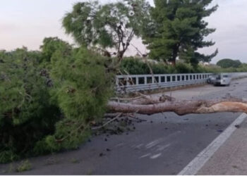 Incidente sull’A20, albero  cade su auto: Muore un automobilista