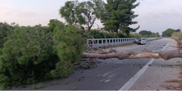 Incidente sull’A20, albero cade su auto: Muore un automobilista