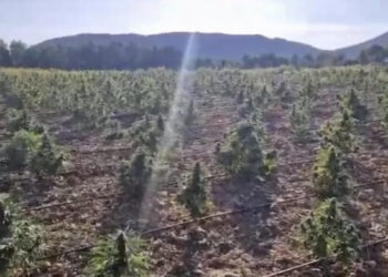 Sequestrata piantagione di cannabis per 2 milioni di euro