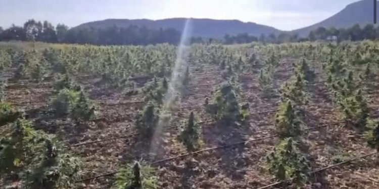 Sequestrata piantagione di cannabis per 2 milioni di euro