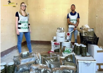 Sequestrate duemila piante di Canapa