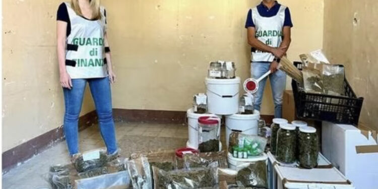 Sequestrate duemila piante di Canapa