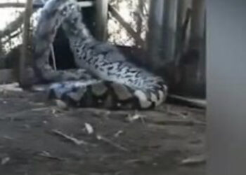 Pitone gigante catturato in India