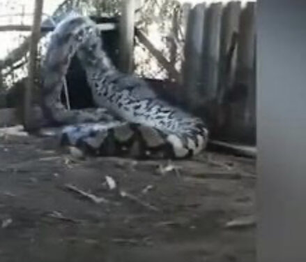 Pitone gigante catturato in India