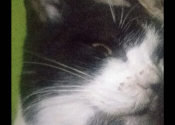 Roccarainola  gatti ritrovati morti: sospetto avvelenamento