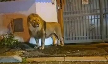 Ladispoli, fugge il leone Kimba