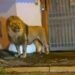 Ladispoli, fugge il leone Kimba