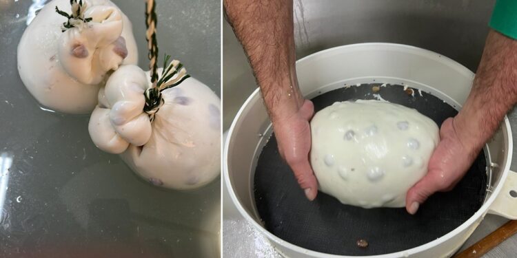 Nasce a Napoli il primo caciocavallo gusto panettone