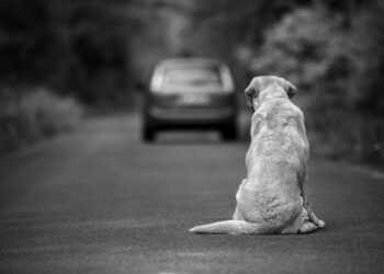 A chi abbandona gli animali sarà sospesa la patente