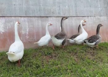 In Brasile oche sorvegliano il carcere al posto dei cani, il direttore: “Più territoriali”