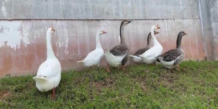 In Brasile oche sorvegliano il carcere al posto dei cani, il direttore: “Più territoriali”