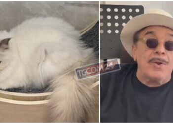Frassica indagato dopo le polemiche per il suo gatto sparito
