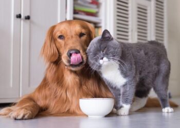 In arrivo il bonus animali domestici, chi può richiederlo