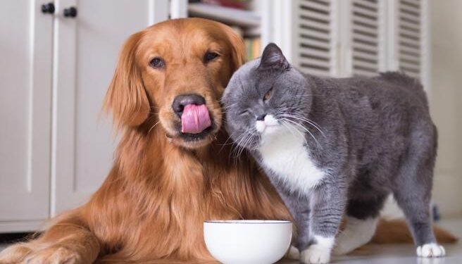 In arrivo il bonus animali domestici, chi può richiederlo