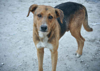 200 euro di sconto sulla Tari in provincia di Catania per chi adotta un randagio