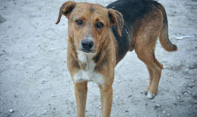 200 euro di sconto sulla Tari in provincia di Catania per chi adotta un randagio