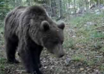 L’orso M90  e’ stato abbattuto dopo il via libera della Provincia di Trento