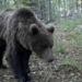 L’orso M90  e’ stato abbattuto dopo il via libera della Provincia di Trento