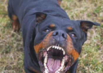 Roma, aggredito e sbranato  da tre rottweiler