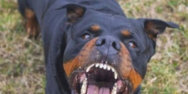 Roma, aggredito e sbranato  da tre rottweiler