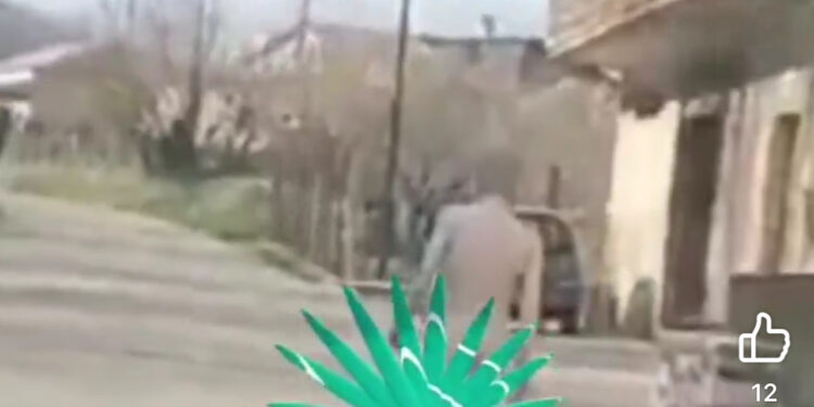 Gira completamente nudo per le strade dell’irpinia: Fermato dai Carabinieri