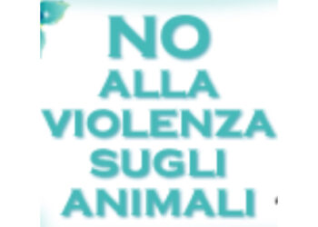 Gatto torturato, l’appello dell’associazione Oasi Felina