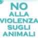 Gatto torturato, l’appello dell’associazione Oasi Felina