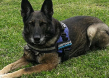 Spike fiuta la “coca” nel reparto femminile del carcere di Avellino