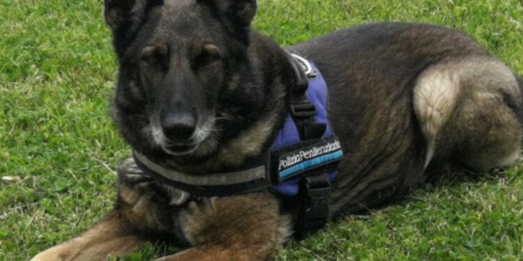 Spike fiuta la “coca” nel reparto femminile del carcere di Avellino