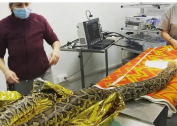 Pitone mangia il pollo con tutta la scatola che “gli rimane sullo stomaco”