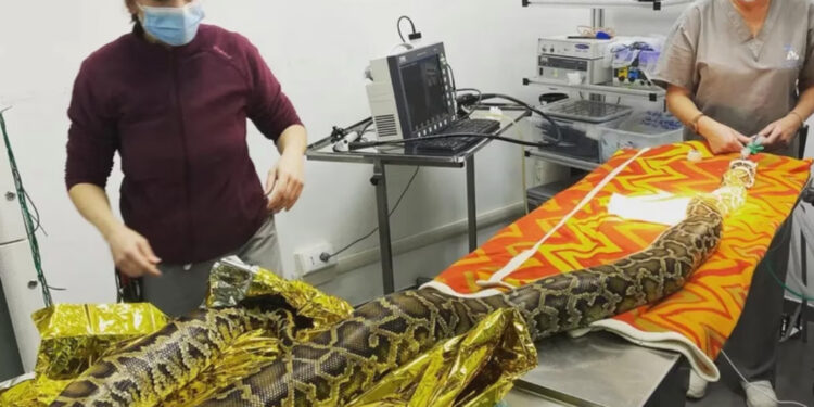 Pitone mangia il pollo con tutta la scatola che “gli rimane sullo stomaco”