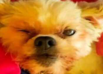 CAGNOLINA GETTATA DAL FINESTRINO DELL’AUTO IN CORSA, MUORE PURTROPPO DOPO TANTE SOFFERENZE