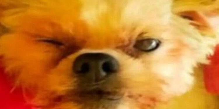 CAGNOLINA GETTATA DAL FINESTRINO DELL’AUTO IN CORSA, MUORE PURTROPPO DOPO TANTE SOFFERENZE