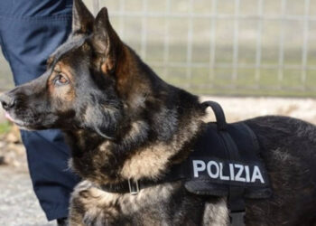 A Benevento è possibile adottare cani poliziotto in pensione