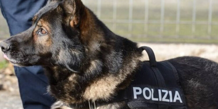 A Benevento è possibile adottare cani poliziotto in pensione