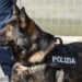 A Benevento è possibile adottare cani poliziotto in pensione