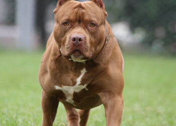 Bimba di 5 anni attaccata  dal suo cane mentre dormiva