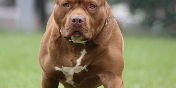 Bimba di 5 anni attaccata dal suo cane mentre dormiva