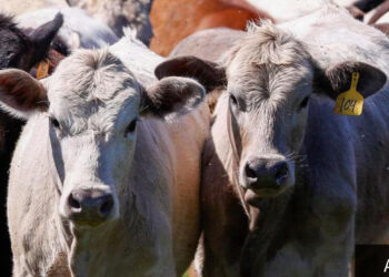 Caso umano di influenza aviaria in Texas