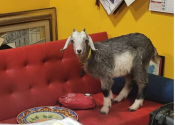 MOLLY, LA CAPRETTA ADOTTATA A PASQUA E SALVATA DALLA MACELLAZIONE A MONTEMARANO (AV)