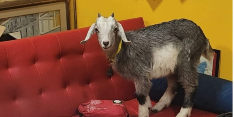 MOLLY, LA CAPRETTA ADOTTATA A PASQUA E SALVATA DALLA MACELLAZIONE A MONTEMARANO (AV)