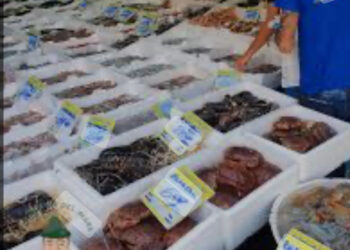 Blitz  nella pescheria ‘I Diamanti del Mare’: 350 kg di merce sequestrati, 4 operai in nero scoperti