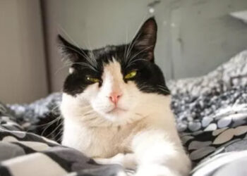 Il gatto guardiano silenzioso scopre una verità sconcertante