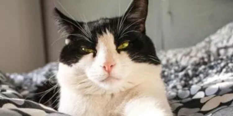 Il gatto guardiano silenzioso scopre una verità sconcertante