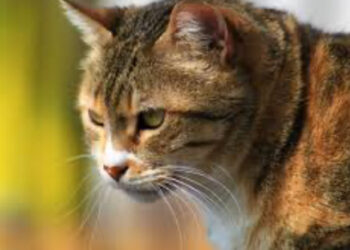 SPEDISCONO INVOLONTARIAMENTE IL GATTO IN UN PACCO AMAZON: RITROVATO DOPO 6 GIORNI