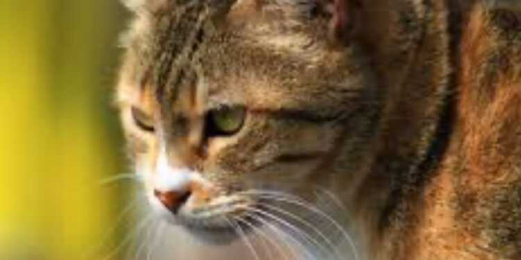 SPEDISCONO INVOLONTARIAMENTE IL GATTO IN UN PACCO AMAZON: RITROVATO DOPO 6 GIORNI